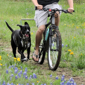 Towing Dog With Bicycle Dog Walker